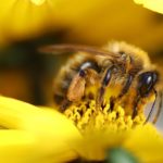 Retour d’expérience – Recherche de sources potentielles de pollution par l’étude des pollens